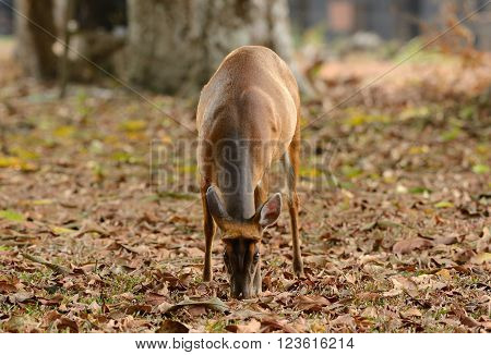 beautiful female red muntjack (Muntiacus muntjack) in Thai forest