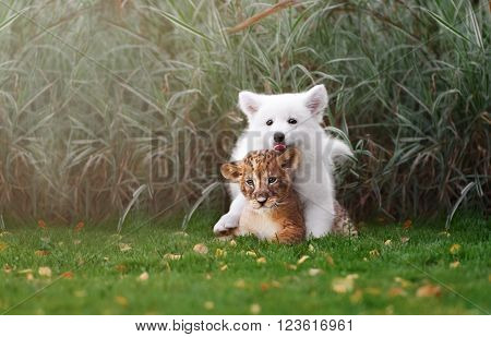 White Swiss Shepherds puppy play and kiss with lion cub