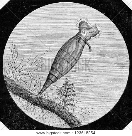 Rotifer inflatus observed in the aquarium, vintage engraved illustration. Magasin Pittoresque 1873.