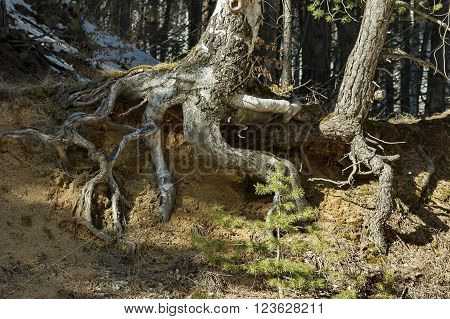 Fantastic tree rooty in Vitosha mountain at winter, Bulgaria