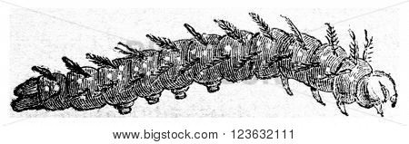 Caterpillar of Vanesse lo, vintage engraved illustration. Magasin Pittoresque 1870.