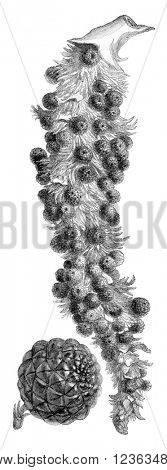 Raphia vinifera fruit cluster, Fruit half natural size, vintage engraved illustration. Magasin Pittoresque 1870.