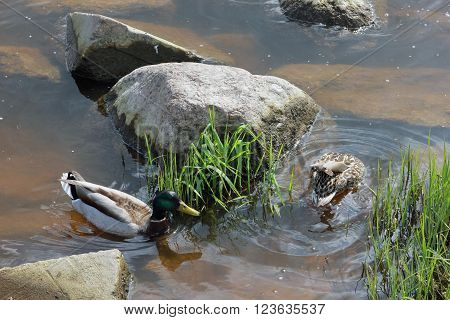 drake and duck swimming on the water near green grass (vegetation) and grey stones on the river bank of Volga at june