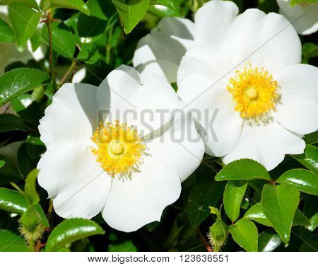 Beautiful Cherokee Rose flower of Georgia, USA.