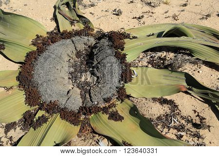 Welwitcha Mirabilis, planta exótica exiotente apenas no deserto do Namibe em Angola
