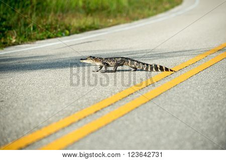 American Alligator Crossing The Road