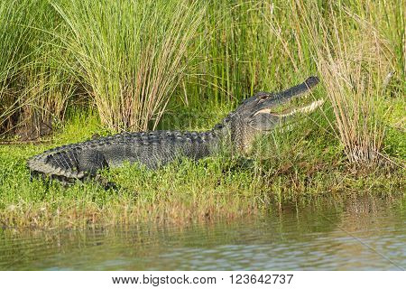 Large American Alligator In Florida