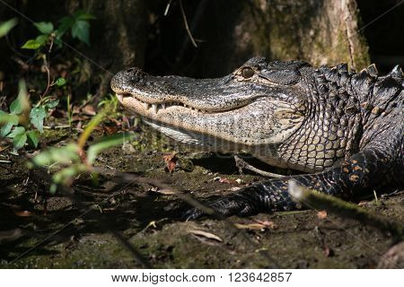 Large American Alligator In Florida
