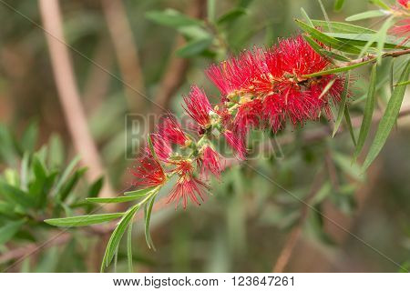 Callistemon blossoming branch closeup in the garden