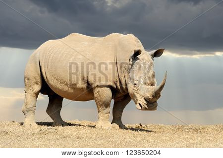 African white rhino, National park of Kenya