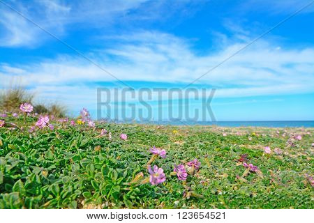 pink flowers by the shore in Sardinia Italy