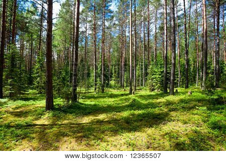 Słoneczna łąka, las lato