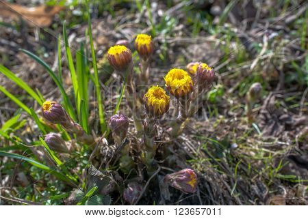 coltsfoot - medicinal plant tussilago farfara, selective focus