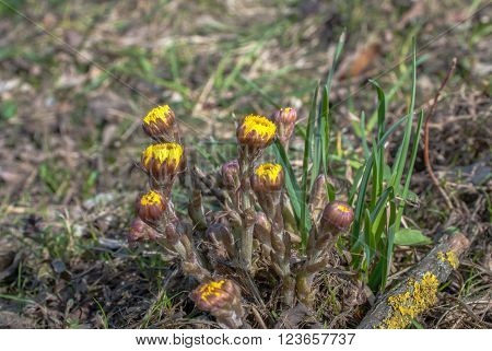 coltsfoot - medicinal plant tussilago farfara, selective focus
** Note: Shallow depth of field