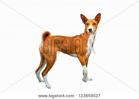 Basenji on white. The Basenji is on the white background.