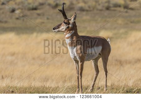 a nice pronghorn antelope buck on the prairie