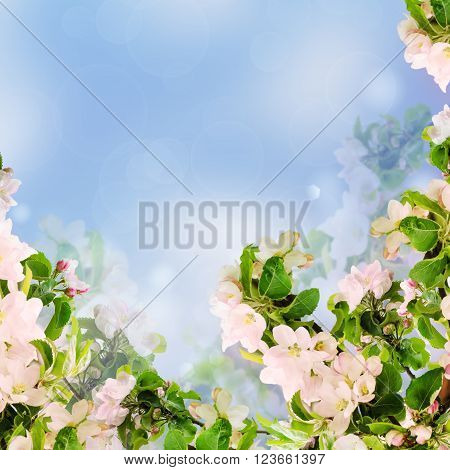 Fresh spring branches of apple tree with flowers, natural floral seasonal easter background. Suitable for greeting cards and invintation.