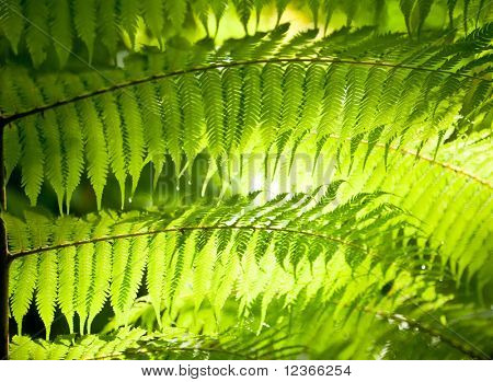 Splende il sole attraverso felce lascia in una foresta pluviale in Nuova Zelanda