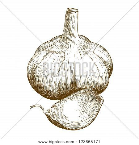 Vector engraving illustration of garlic isolated on white background