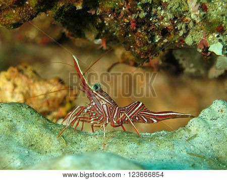 Hingeback Prawn