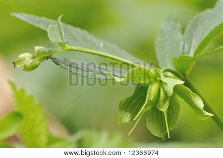 Green Hellebore