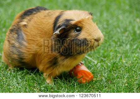 Short haired guinea pig (Cavia porcellus) eating a carrot on the grass.