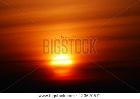 Wild geese flying across sky lit by rising sun.