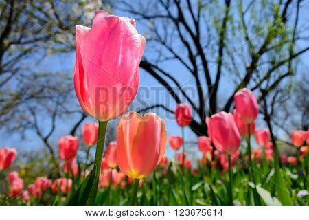 Pink Tulip selective focus foreground with flowers trees and sky in background Stand up Stand out Stand Tall