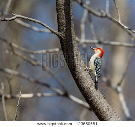 The red-bellied woodpecker is a medium-sized woodpecker of the Picidae family. It breeds in southern Canada, northeastern Mexico, and the northeastern United States, ranging as far south as Florida and as far west as Texas.