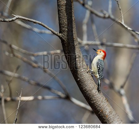 The red-bellied woodpecker is a medium-sized woodpecker of the Picidae family. It breeds in southern Canada, northeastern Mexico, and the northeastern United States, ranging as far south as Florida and as far west as Texas.