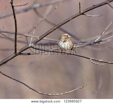 The song sparrow is a medium-sized American sparrow. Among the native sparrows in North America, it is easily one of the most abundant, variable and adaptable species.