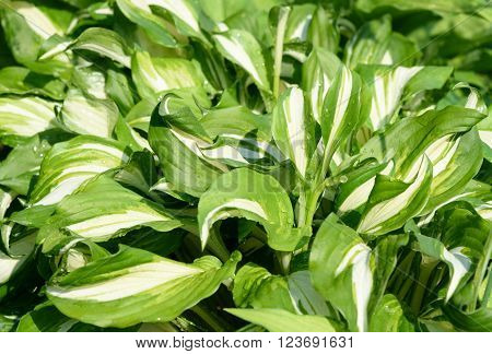Green white leaves of hosta with rain drops on flower bed in the garden