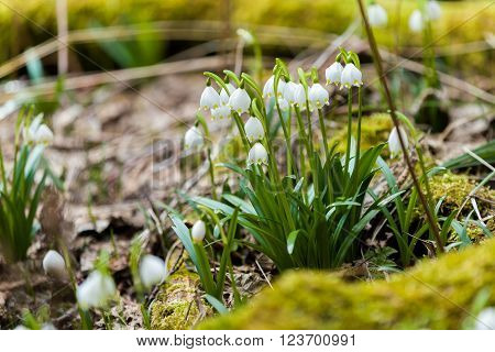 Early Spring Snowflake Flowers