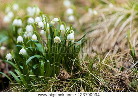 Early Spring Snowflake Flowers