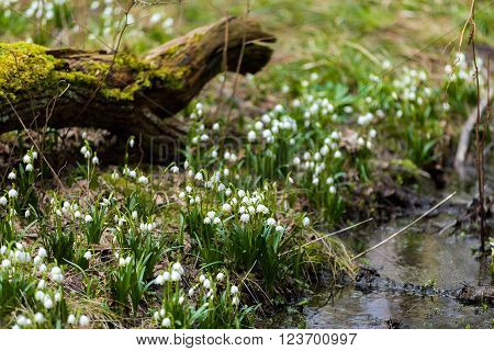 Early Spring Snowflake Flowers