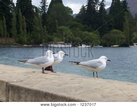 Seaguls ควีนส์ทาวน์