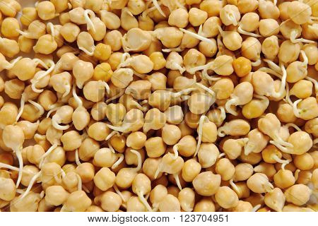 Sprouted chick peas - full frame