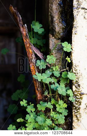 Shot of clover growing against a run down watery wall