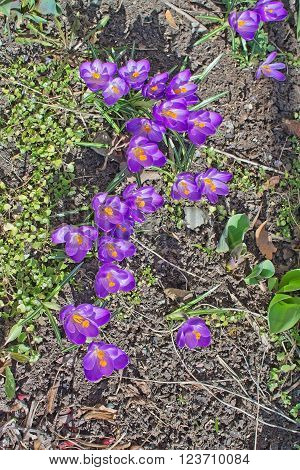 Flowerbed With Crocus