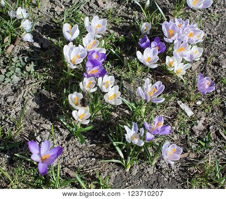 Flowerbed With Crocus