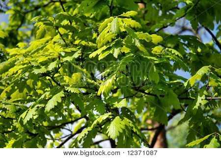 schöne grüne Blätter