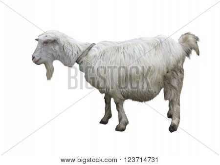 Cute goat isolated on a white background