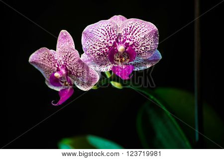 Orchid on a black background. background, flowers