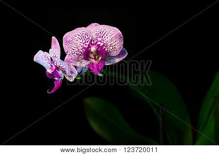Orchid on a black background. background, flowers