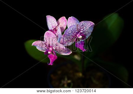 Orchid on a black background. background, flowers