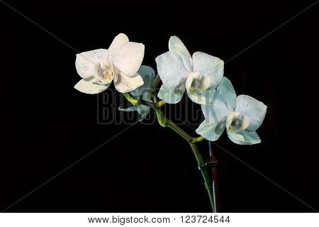 Orchid on a black background. background, flowers