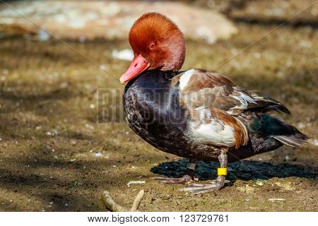 Male Red-Crested Pochard stands on the ground.
