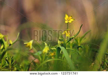 Spring flowers in the forest , on the morning rasvete
