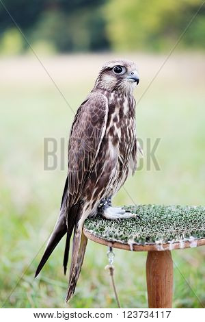 Saker Falcon sits on a stand, close-up