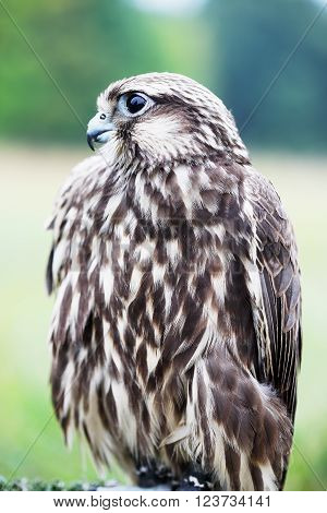 Saker Falcon sits on a stand, close-up